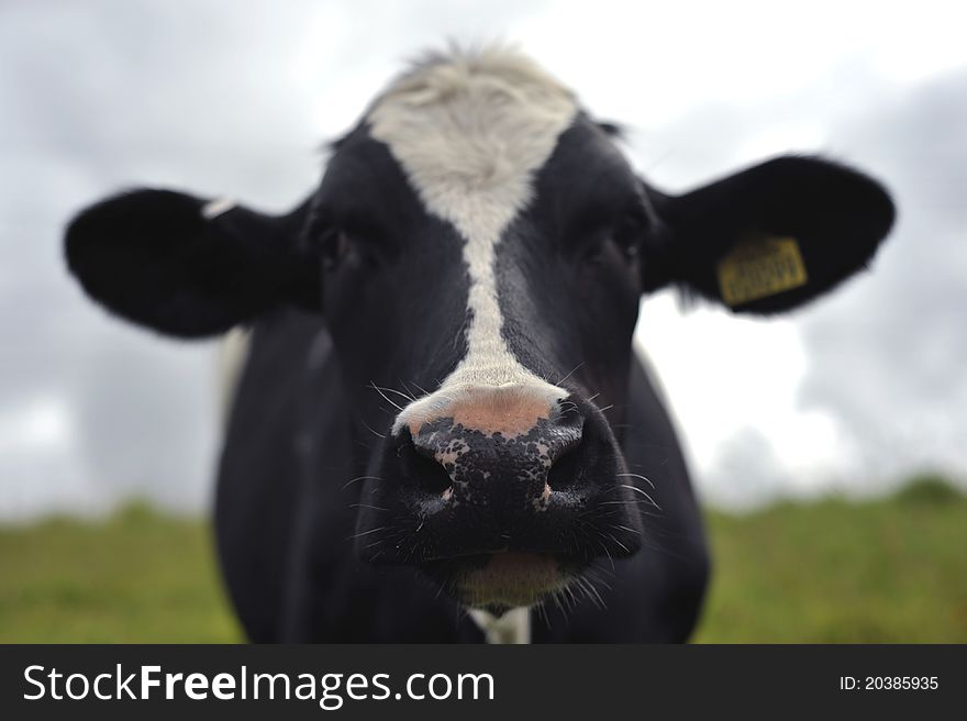 Close up photo of a friesian cow. Close up photo of a friesian cow