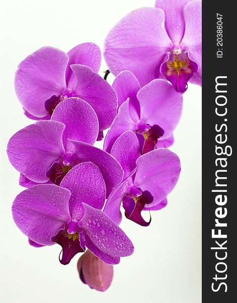 Purple beautiful orchid on the white background with water drops