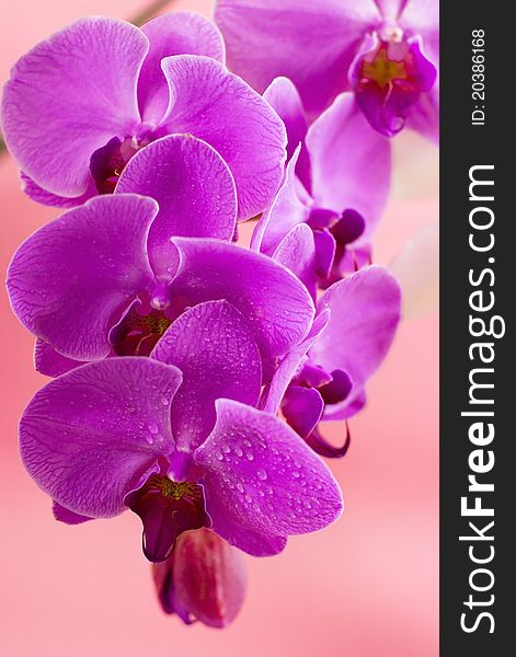 Purple orchid with water drops on the pink background. Purple orchid with water drops on the pink background