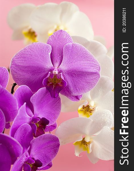 Purple and white orchid  on pink background
