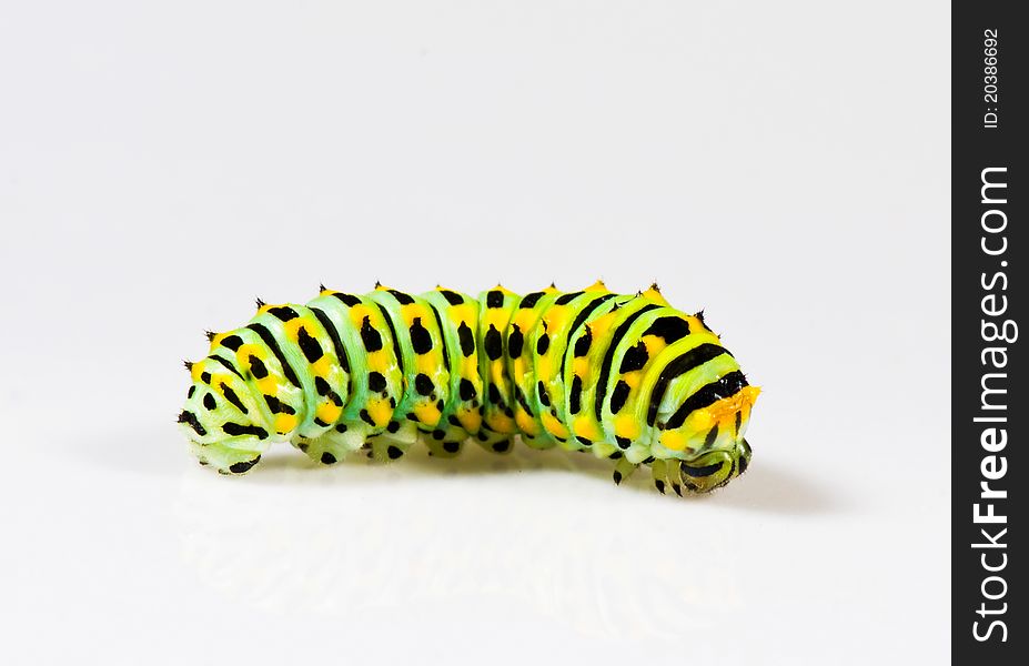 Colorful caterpillar on white background