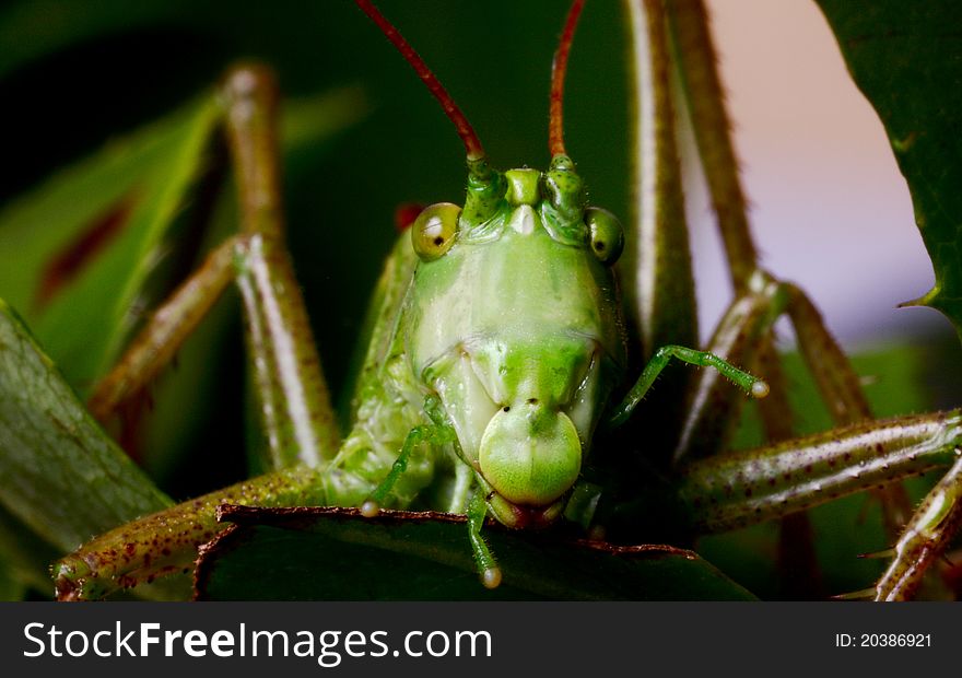 Katydid sitting on the leaves of the bush. Katydid sitting on the leaves of the bush.