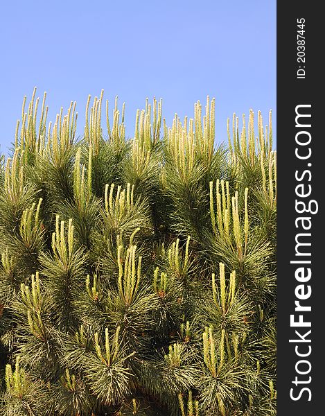 Beautiful  needle leaf pine tree