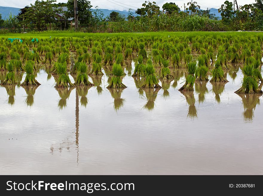 Rice seedlings