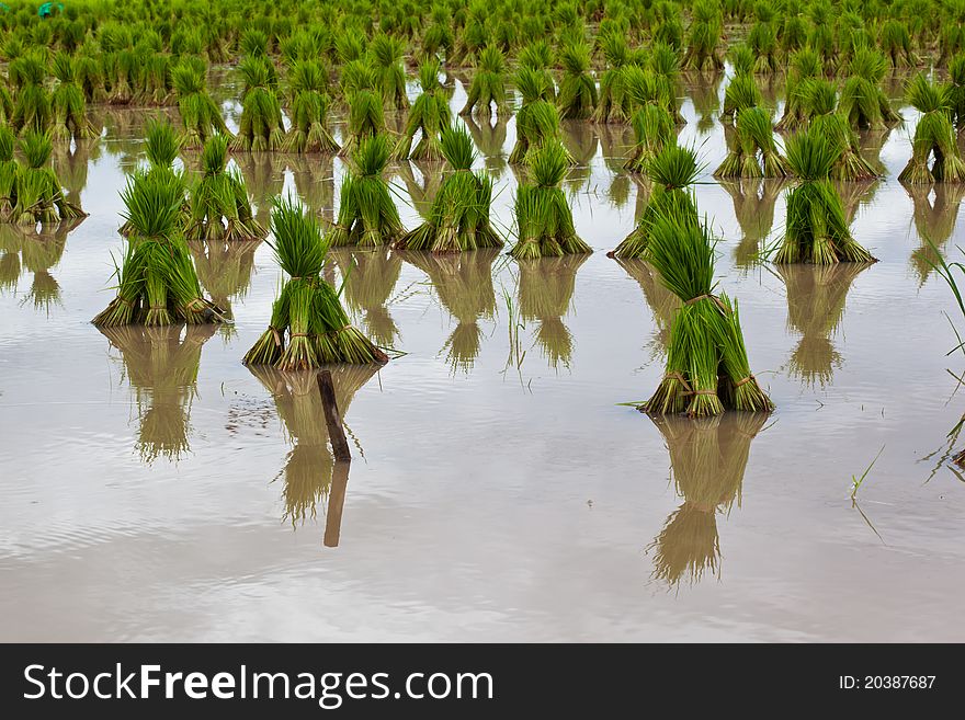 Rice seedlings