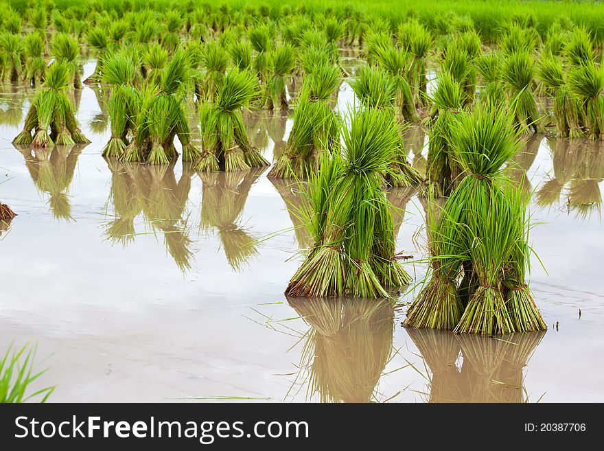 Rice paddies of northern Thailand. Rice paddies of northern Thailand