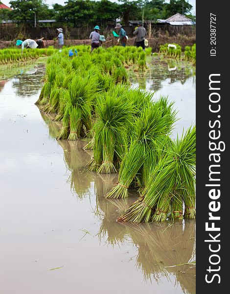 Rice seedlings and Farmers are working