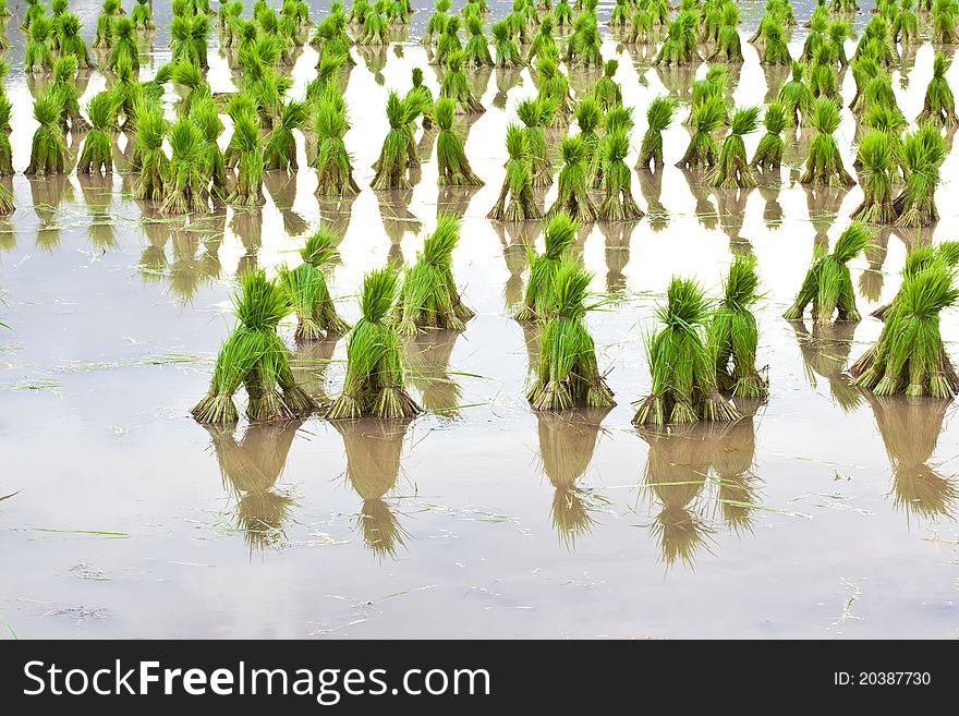 Rice Seedlings