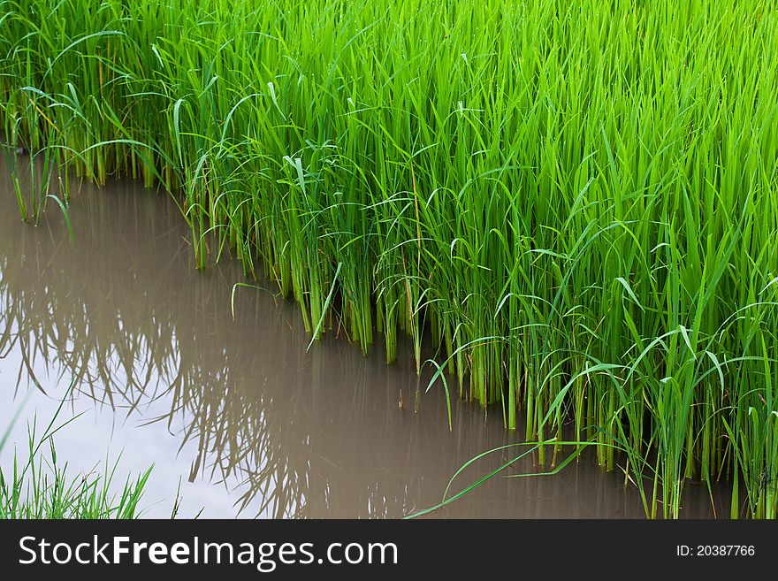 Rice Seedlings