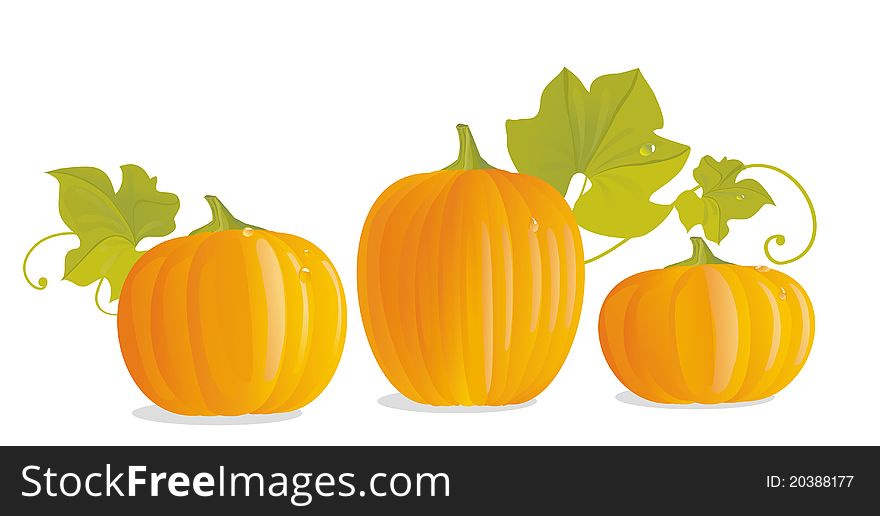 Three ripe yellow pumpkins and pumpkin leaves