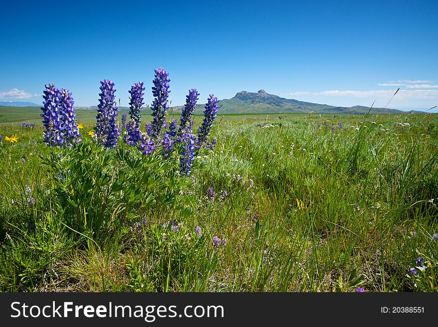 Silver Lupine Flowers On A Ranch