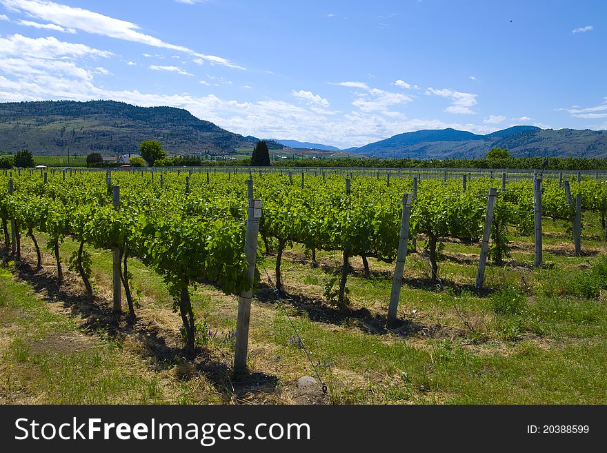 Vineyards And Orchards. Osoyoos, B.C.