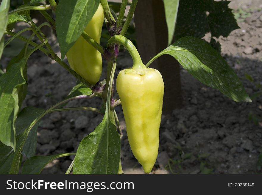 Pepper plant with two yellow peppers. Pepper plant with two yellow peppers