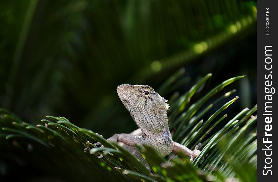 Close-up Common garden lizard on green leaf