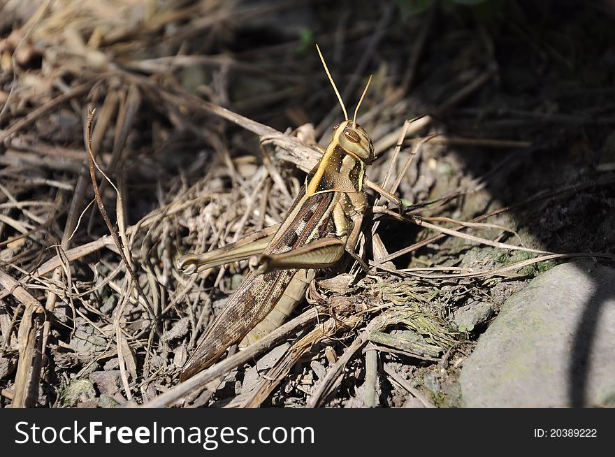 A Grasshopper camouflages itself amongst the dried grass
