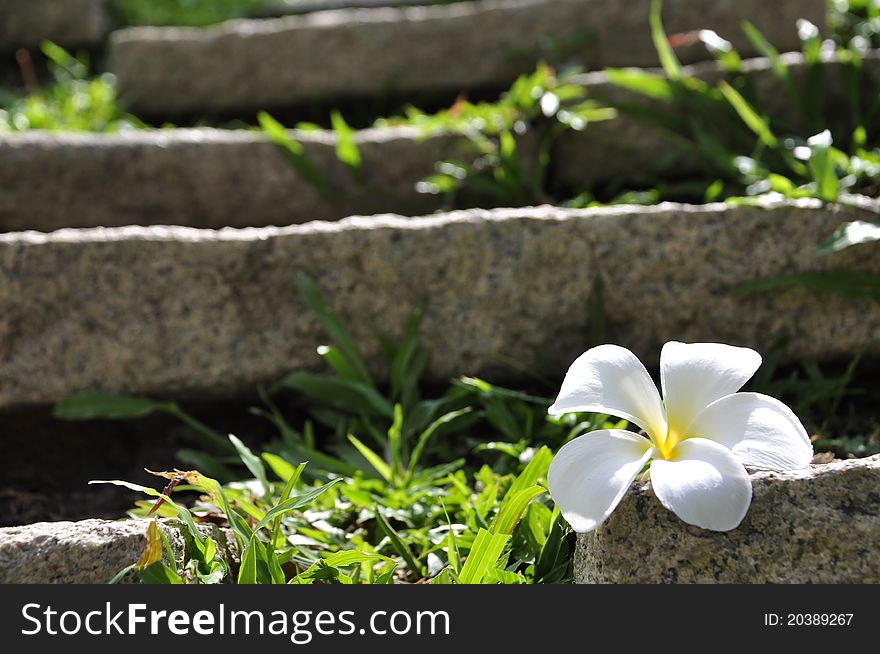 White plumeria flower on the rock and green grass