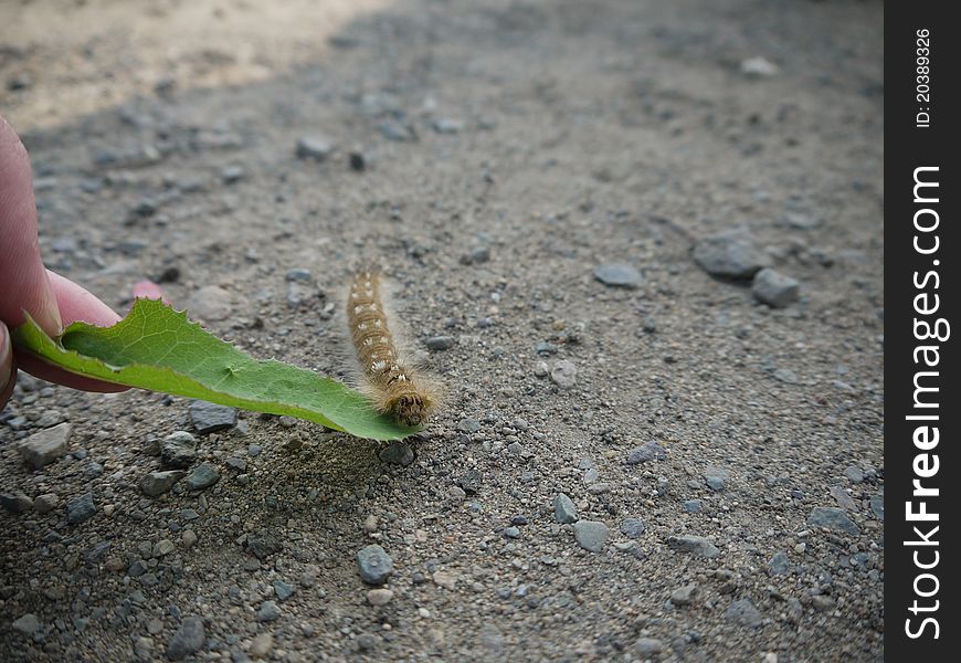 Macro Caterpillar