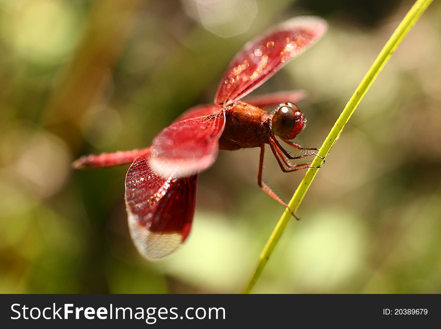 Beautiful dragonfly standing on stem