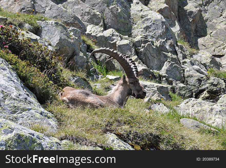 Chamois on the grass in the mountains