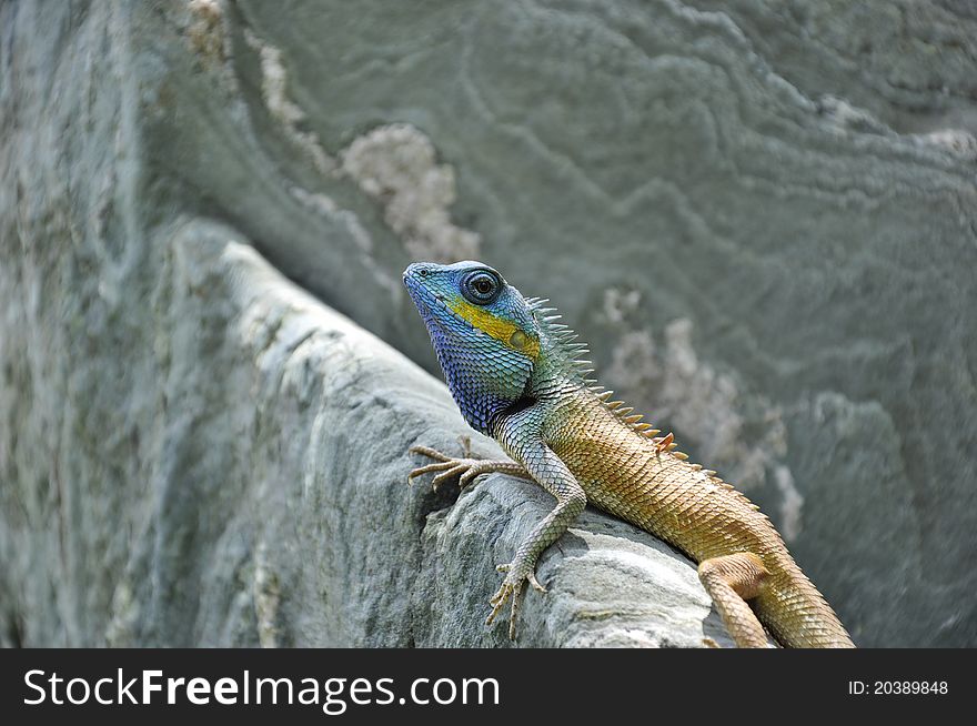 Lizard On Rocks