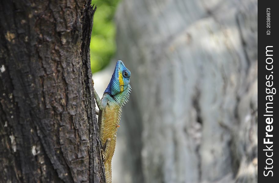 Close-up Common garden lizard on trees