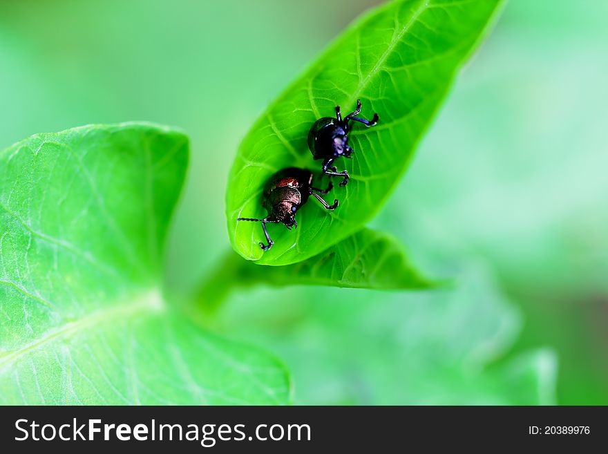 Beetles in a vegetable garden in the morning