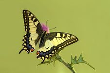Swallowtail On Thistle Stock Images
