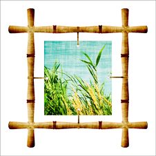 Bamboo Royalty Free Stock Images Bamboo Royalty Free Stock Images