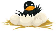 Hatching Bird Stock Image Hatching Bird Stock Image