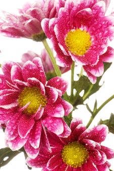 Chrysanthemum Flower Stock Images