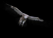 Griffin Vulture - Gyps Fulvia Stock Photo Griffin Vulture - Gyps Fulvia Stock Photo