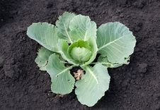Fresh Green Cabbage Stock Photography Fresh Green Cabbage Stock Photography