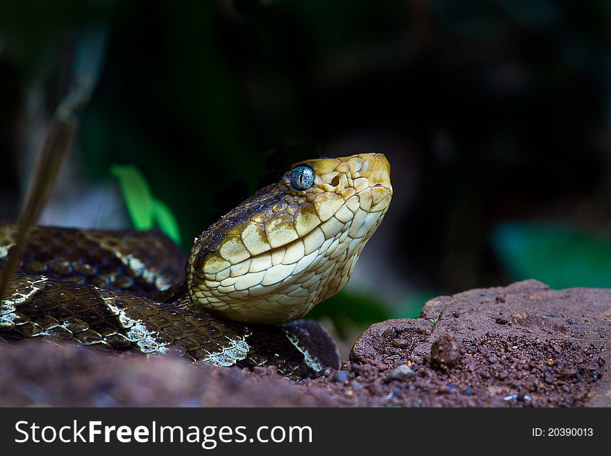 The Fer de lance is one of the largest and deadliest snakes in Central America. Its Quite common in the tropical regions including northern parts of south America. This one is stalking frogs by a small pond in Costa rica.