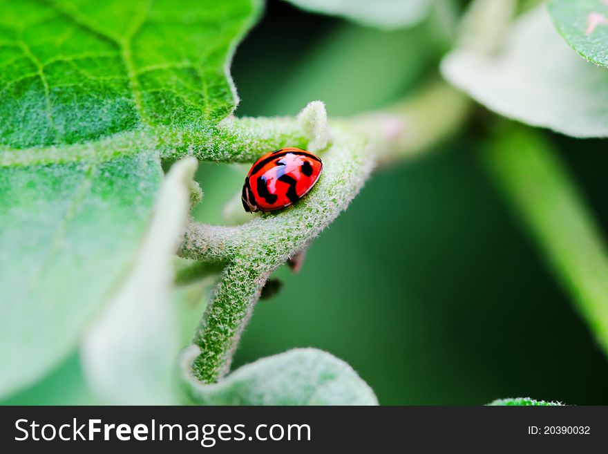 Ladybug coat tree in the morning. Ladybug coat tree in the morning