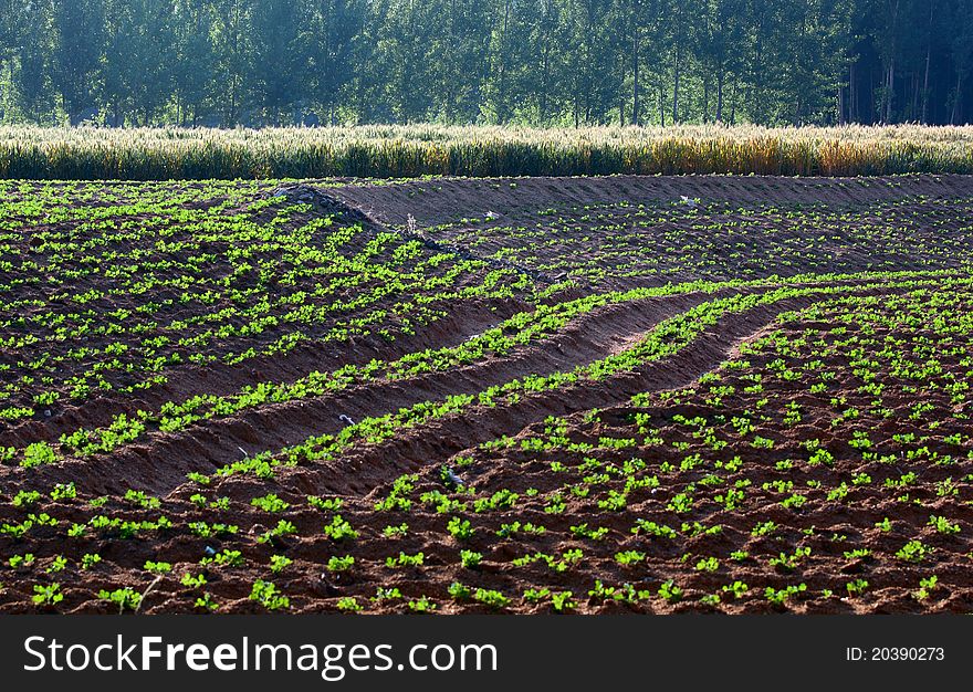 The fields and poplar woods. The fields and poplar woods.