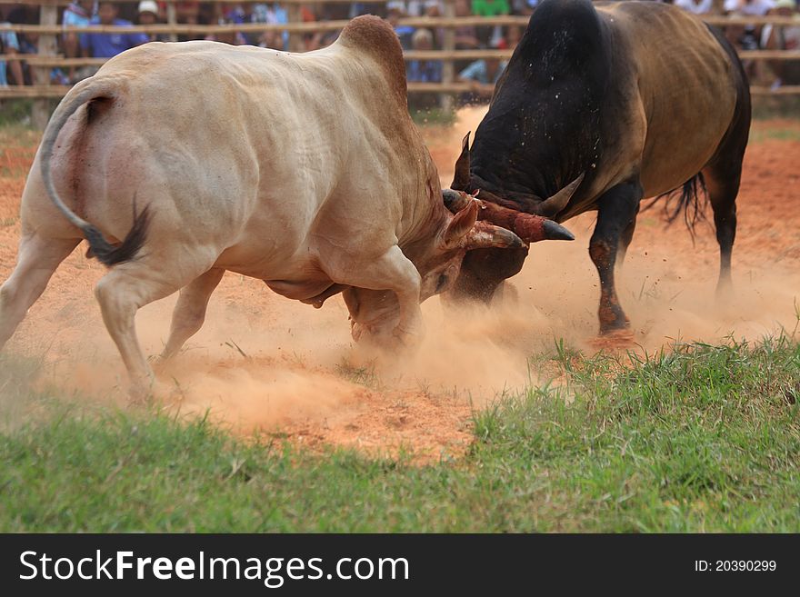 A fighting bull in Thailand. A fighting bull in Thailand.