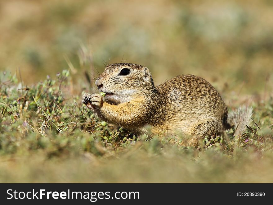 Nice ground squirrel on meadow eating something