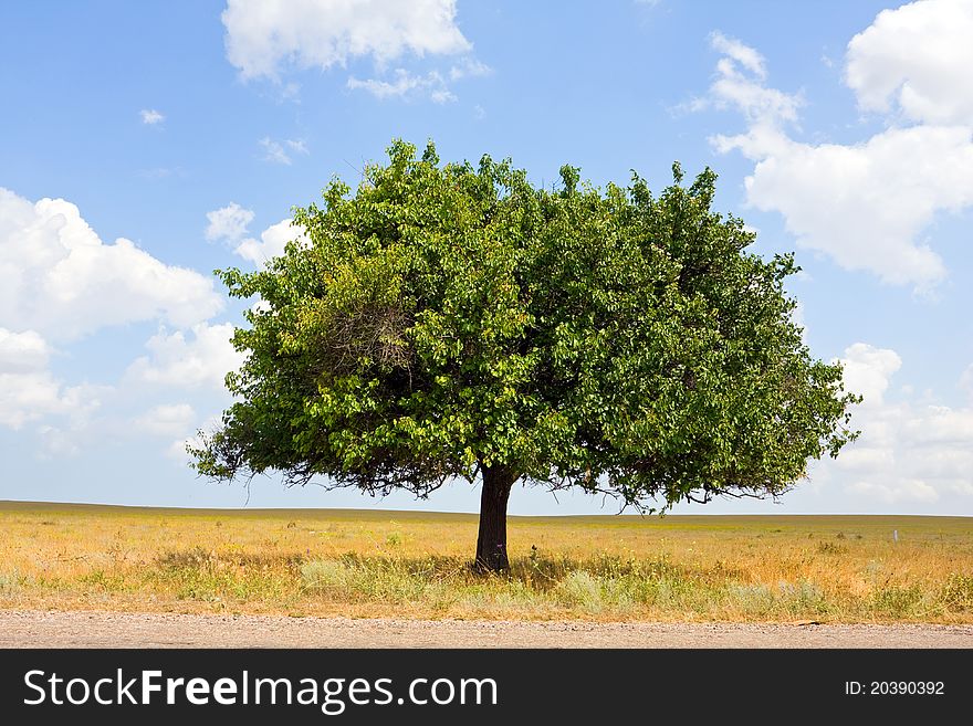 Alone Tree in steppe in nice summer day