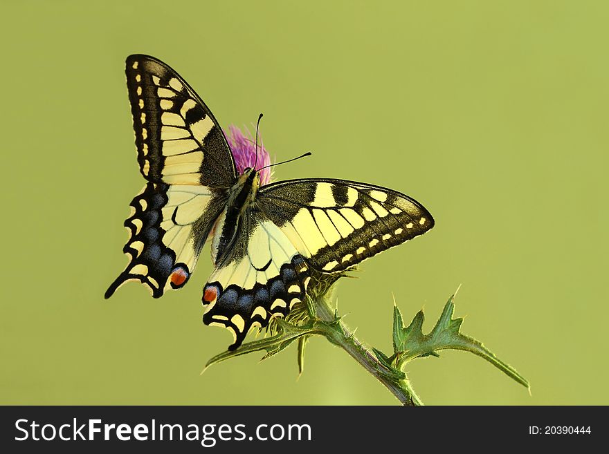 Beautiful swallowtail on thistle sitting
