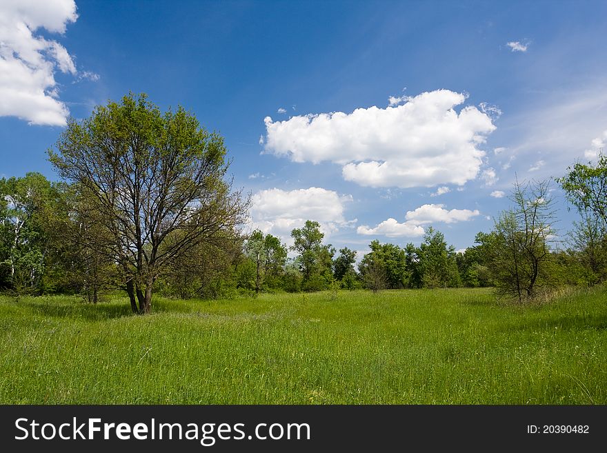 Green meadow in park