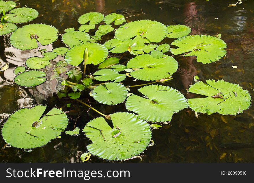 Lous leaves floating on water. Lous leaves floating on water