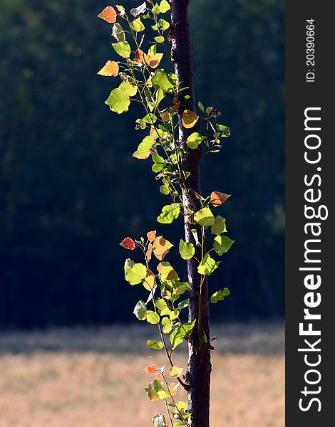 New leaf on a Poplar tree in spring. New leaf on a Poplar tree in spring.