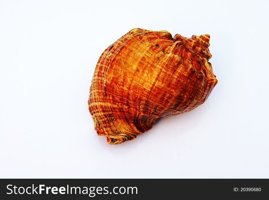 Sea Cockleshell