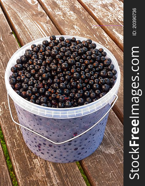 Black currant in a bucket on a wooden table