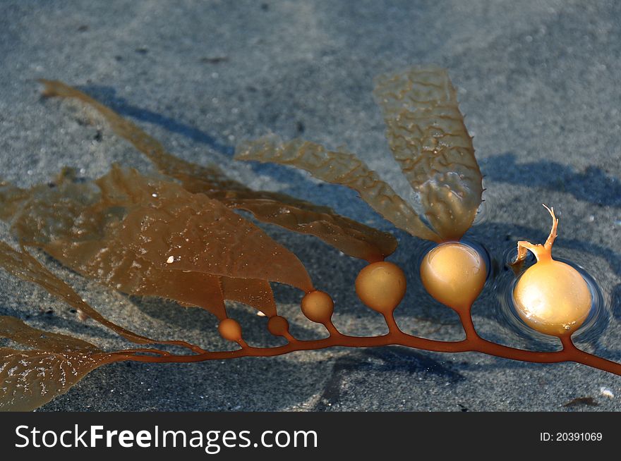 Seaweed floating in clear water. Seaweed floating in clear water.