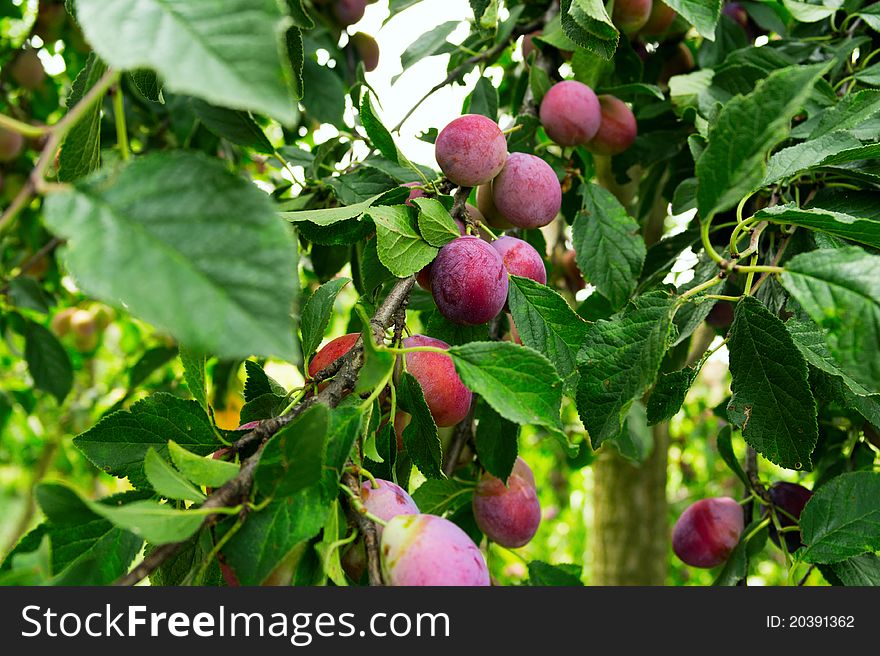 Plums growing on tree branches in the summer time