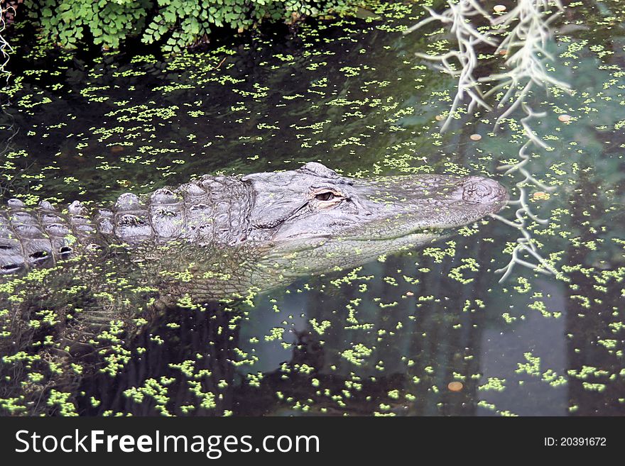 Mississippialligator (Alligator Mississippiensis) in a pond