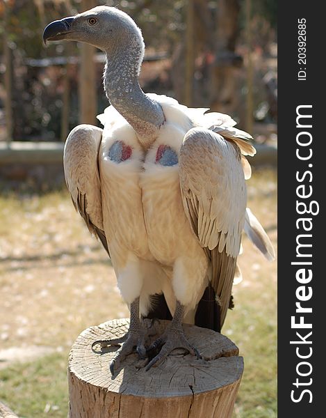 African white backed vulture perched on log