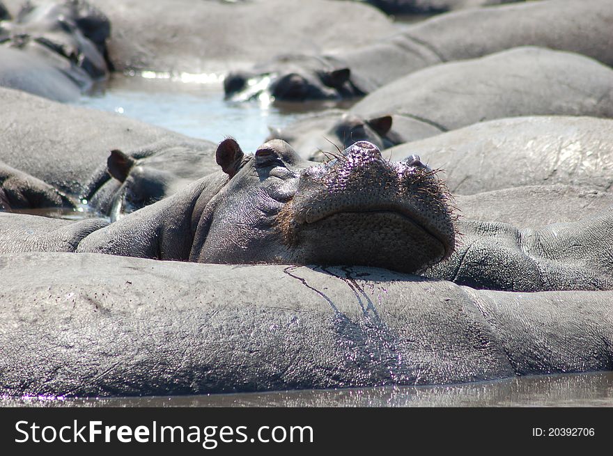 Hippopotamuses resting alongside Chobe River. Hippopotamuses resting alongside Chobe River