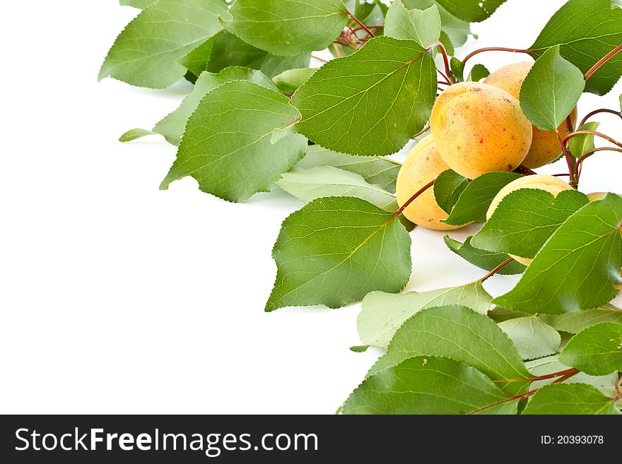 Branch with apricots isolated on white background